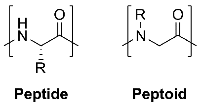 Comparison of peptide and peptoid structure