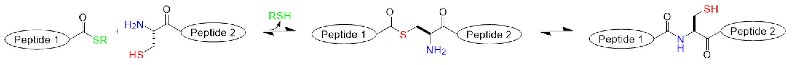 Synthesis of C-Terminus MEGA-Linked Peptides 